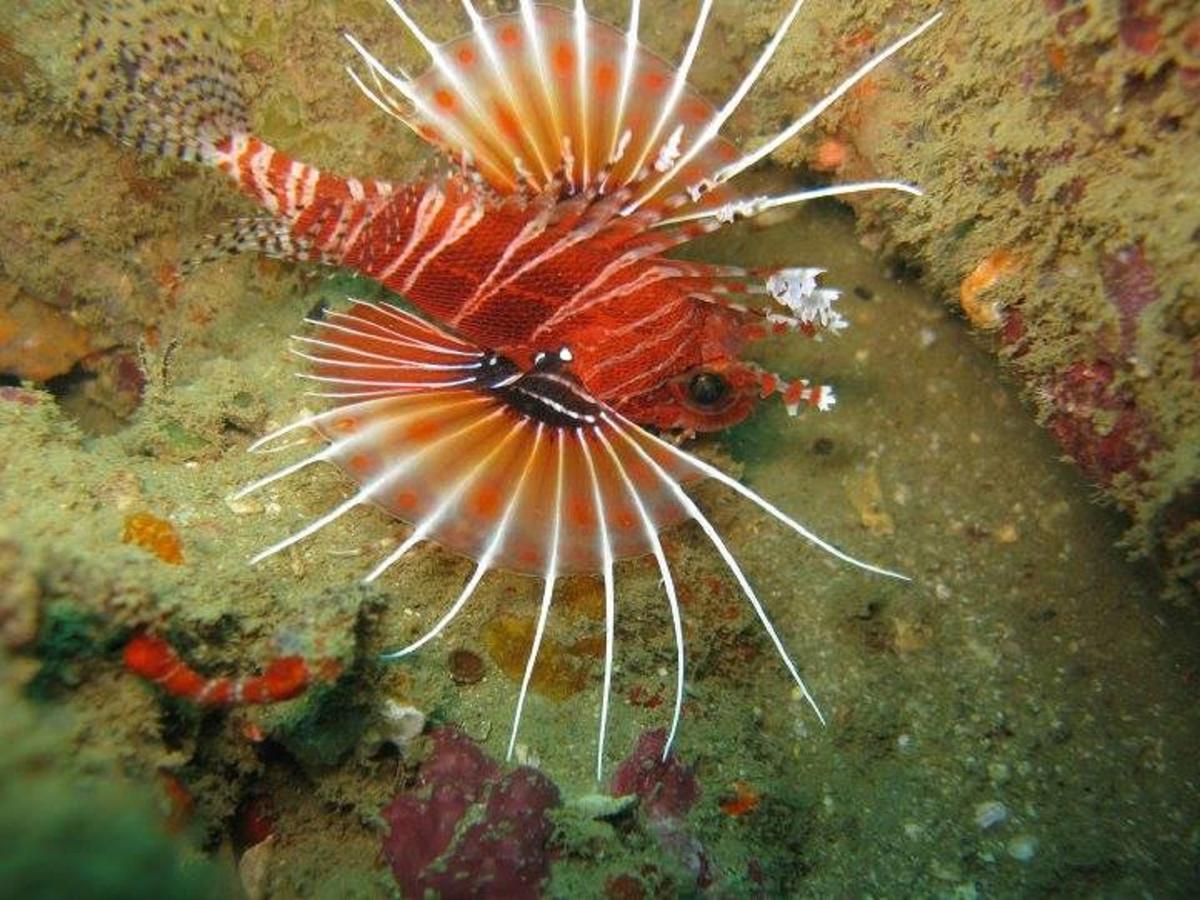 Seadina Coral Home Matara Bagian luar foto