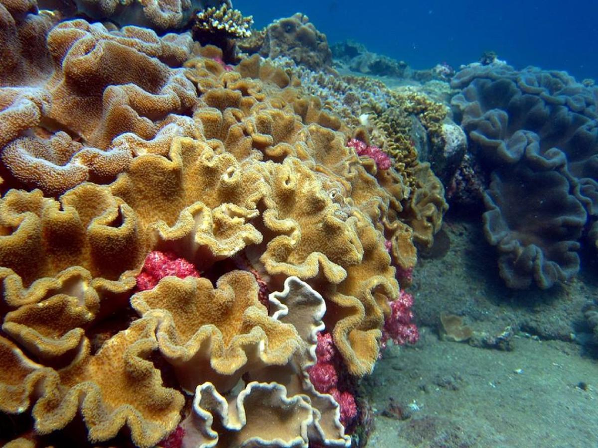 Seadina Coral Home Matara Bagian luar foto